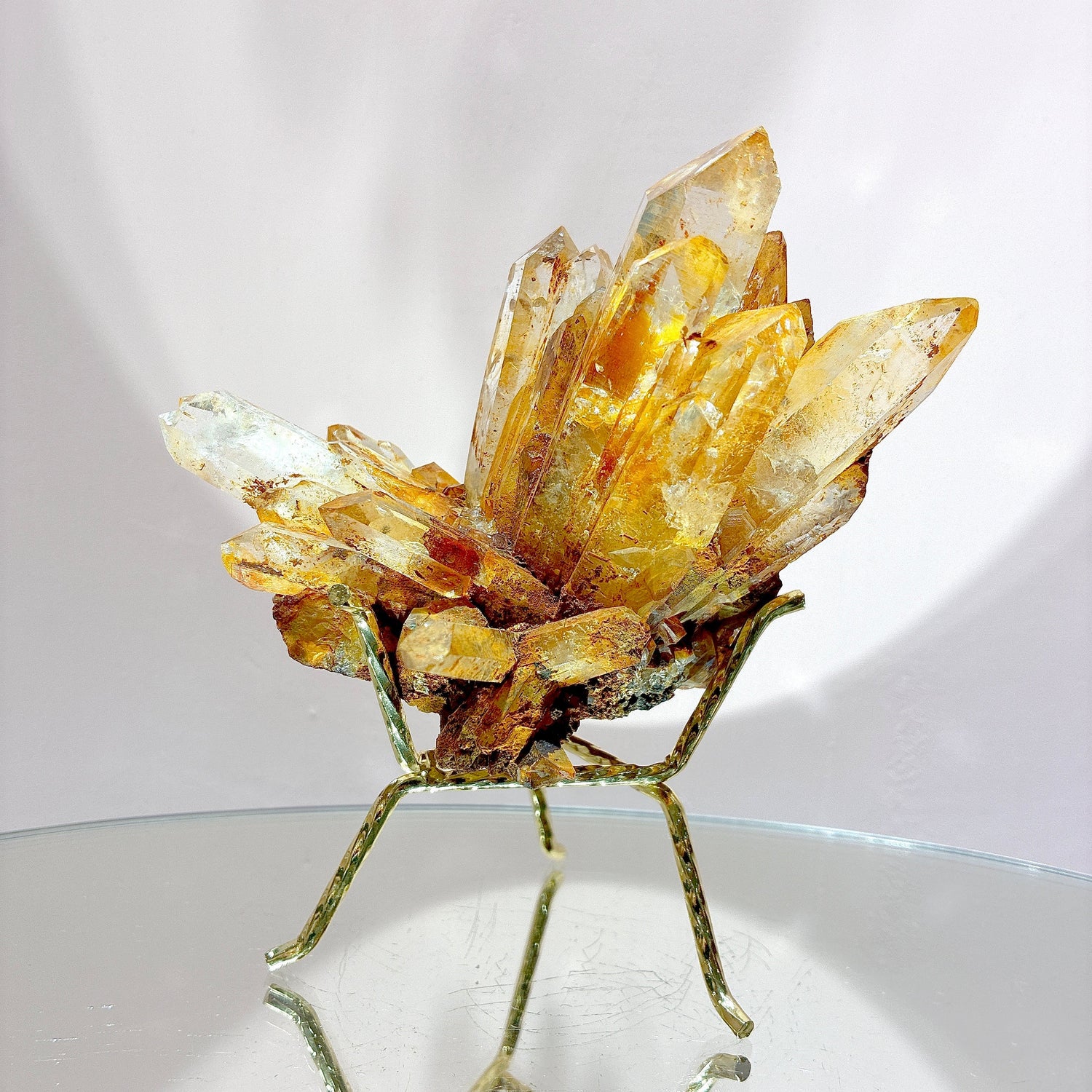 黃金列姆｜粉列姆｜列姆種子